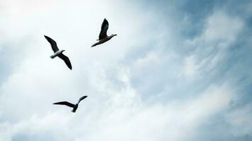 Three seagulls in the sky photo