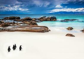 Wild South African penguins photo