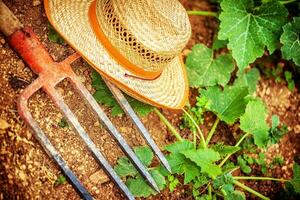 Farmer tools in the garden photo