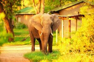 Wild African elephant photo