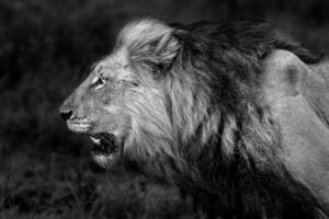 Angry Wild Lion Portrait photo