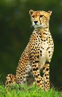 Wild african cheetah photo