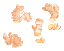 Ginger Root Watercolor Illustration Set png