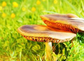 Wild mushrooms on the field photo