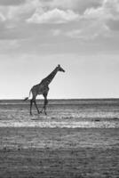 African giraffe in the wild photo