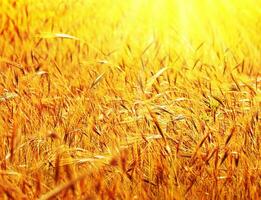 Sunny wheat field photo