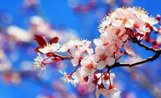 Cherry tree blossom photo