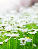 Spring field of daisies photo