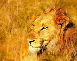 hermosa salvaje africano león foto