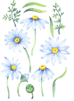 Bouquet of daisies, watercolor illustration. Chamomile floral arrangement of garden daisy flowers png