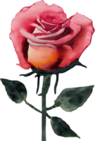 Rose aquarelle. ai généré png