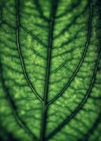 Green leaf background photo