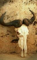 Wildebeest old skull photo