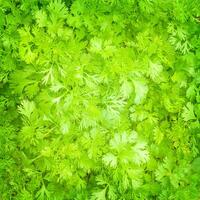 Fresh parsley background photo