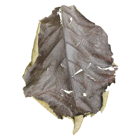 seco otoño dañado hoja png