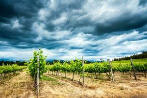 Beautiful vineyard landscape photo