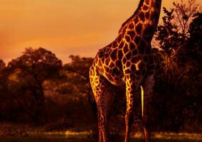 Beautiful tall giraffe photo