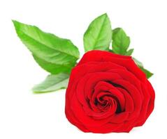 Fresh red rose isolated photo