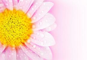 Pink daisy flower photo