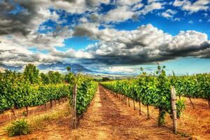 South African vineyards photo