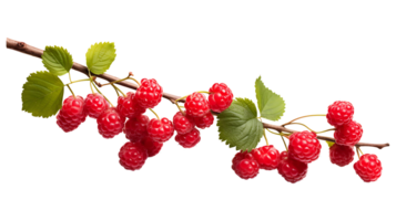 Raspberry branch isolated on transparent background. Raspberry fruits branch png ai generated