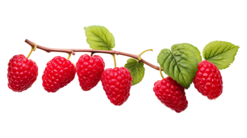 Raspberry branch isolated on transparent background. Raspberry fruits branch png ai generated