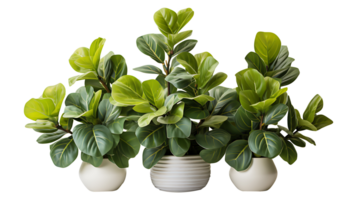 Nature fiddle leaf fig isolated on transparent background ai generated png