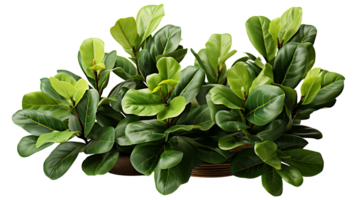 Nature fiddle leaf fig isolated on transparent background ai generated png