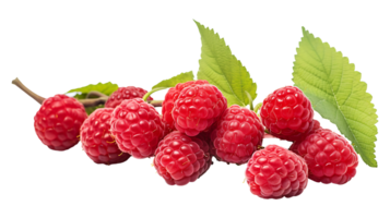 Raspberry branch isolated on transparent background. Raspberry fruits branch png ai generated