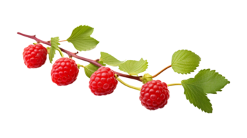 Raspberry branch isolated on transparent background. Raspberry fruits branch png ai generated