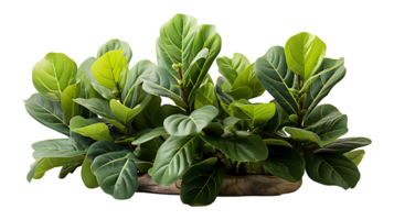 Nature fiddle leaf fig isolated on transparent background ai generated png