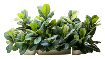 Nature fiddle leaf fig isolated on transparent background ai generated png