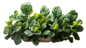 Nature fiddle leaf fig isolated on transparent background ai generated png
