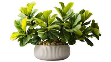 Nature fiddle leaf fig isolated on transparent background ai generated png
