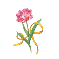 Pink double tulip decorated yellow ribbon. Watercolor floral spring illustration. Flower with green leaves. Perfect for the design of magazines, books, notebooks, greeting cards, invitations png