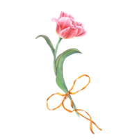 Rosa Tulpe dekoriert Gelb Bogen. Aquarell Blumen- Frühling Illustration. Blume mit Grün Blätter. perfekt zum das Design von Zeitschriften, Bücher, Notizbücher, Gruß Karten, Einladungen png