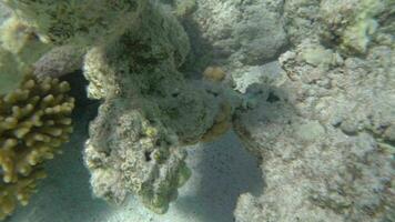 exótico peixe vivo dentro coral recife video