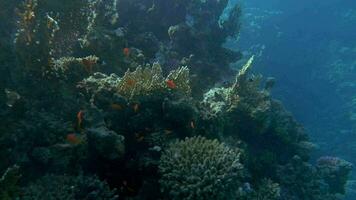 Underwater scene of huge coral reef and fish video