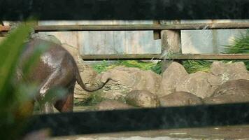 uma bezerro tomando banho dentro uma poça ou piscina do água às uma jardim zoológico dentro ragunan. video