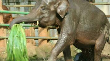 A calf bathing in a puddle or pool of water at a zoo in Ragunan. video