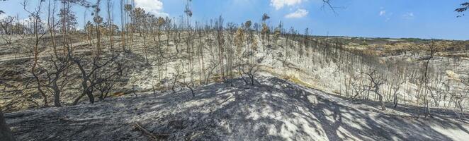 panorámico ver de quemado bosque zona en Portugal después incendio forestal foto