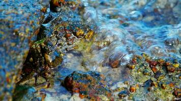 Crab on the rock at the beach, rolling waves, close up video