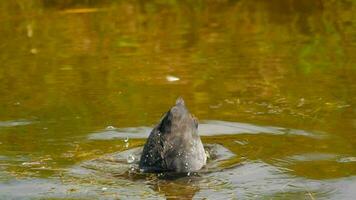 eurasiatico folaga. fulica atra il uccello immersioni sotto il acqua per ottenere cibo. video