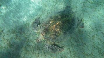 Big turtle searching food on sea floor video