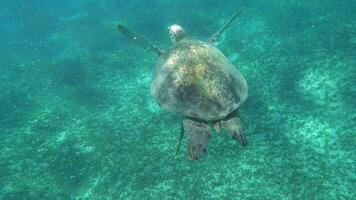 Big sea turtle swimming in clear blue water video