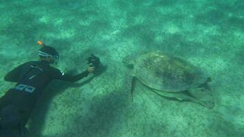 Schießen Meer Schildkröte unter Wasser video