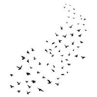 Sketch drawing of a silhouette of a flock of birds flying forward. Takeoff, flying, flight, flutter, hover, soaring, landing vector