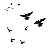 Silhouette sketch of a flock of flying birds, flight in different positions. Hover, soaring, landing, flying, flutter vector