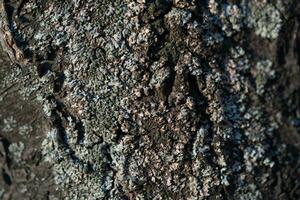 close-up texture of tree bark and moss photo