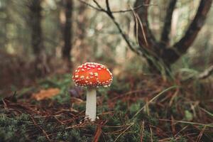 a beautiful red spotted amanita mushroom grows in the autumn forest. photo